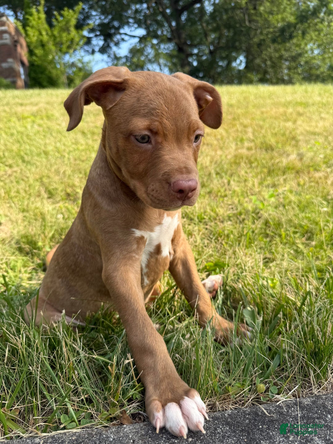 American Staffordshire Terrier dogs for sale: Fiyero - Image 15