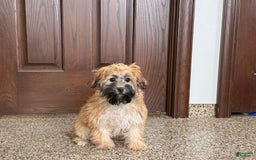 Havanese dogs for sale: Todd - Image 3
