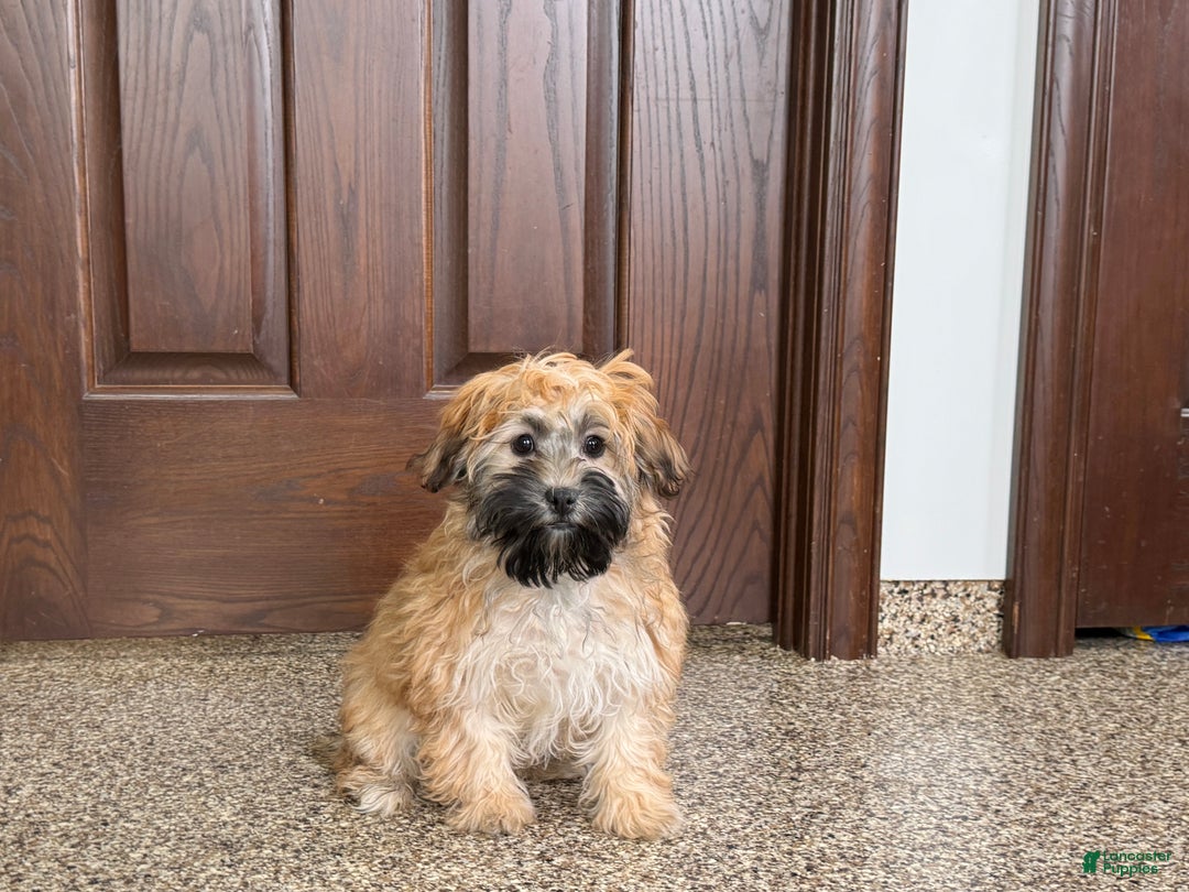 Havanese dogs for sale: Todd - Image 3