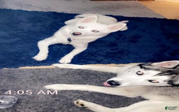 Pomsky dogs for sale: Kanan - Image 18