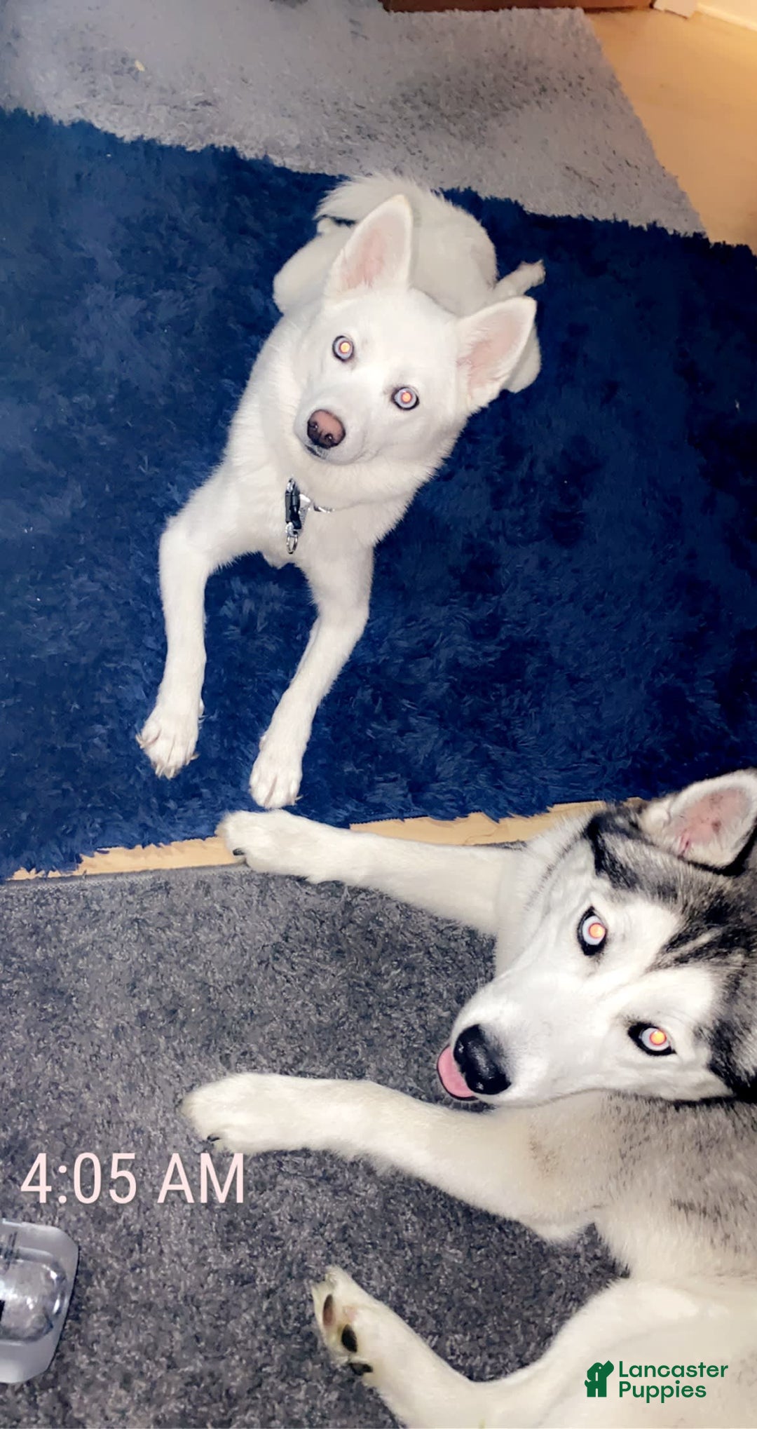 Pomsky dogs for sale: Kanan - Image 18