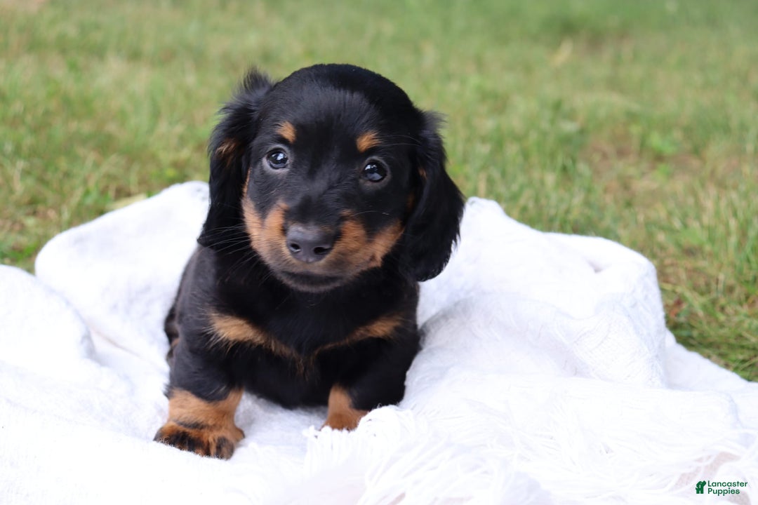 Miniature Dachshund dogs for sale: Miniature Dachshund 3 puppies - Image 5