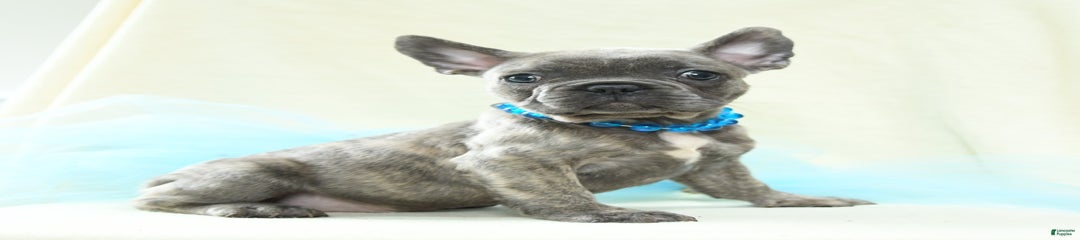 Truman Akc