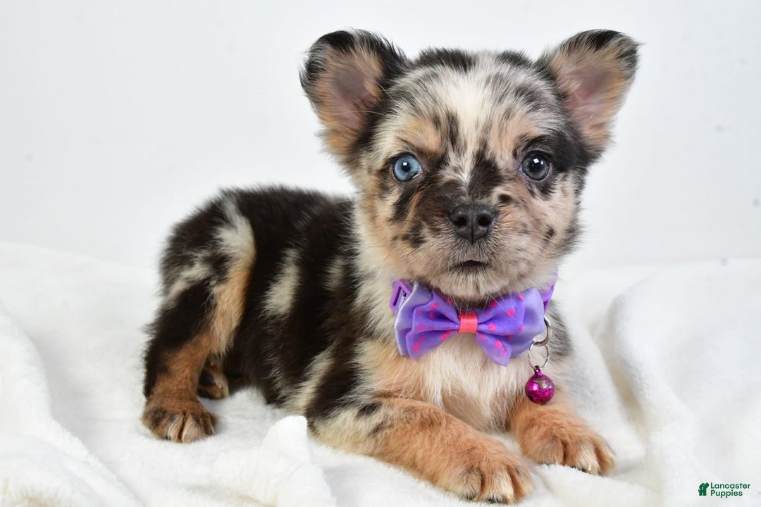 French Bulldog dogs for sale: Cookie - Image 9