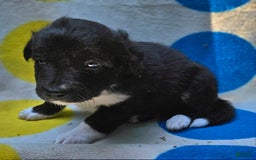 Border Collie dogs for sale: Francis - Image 7