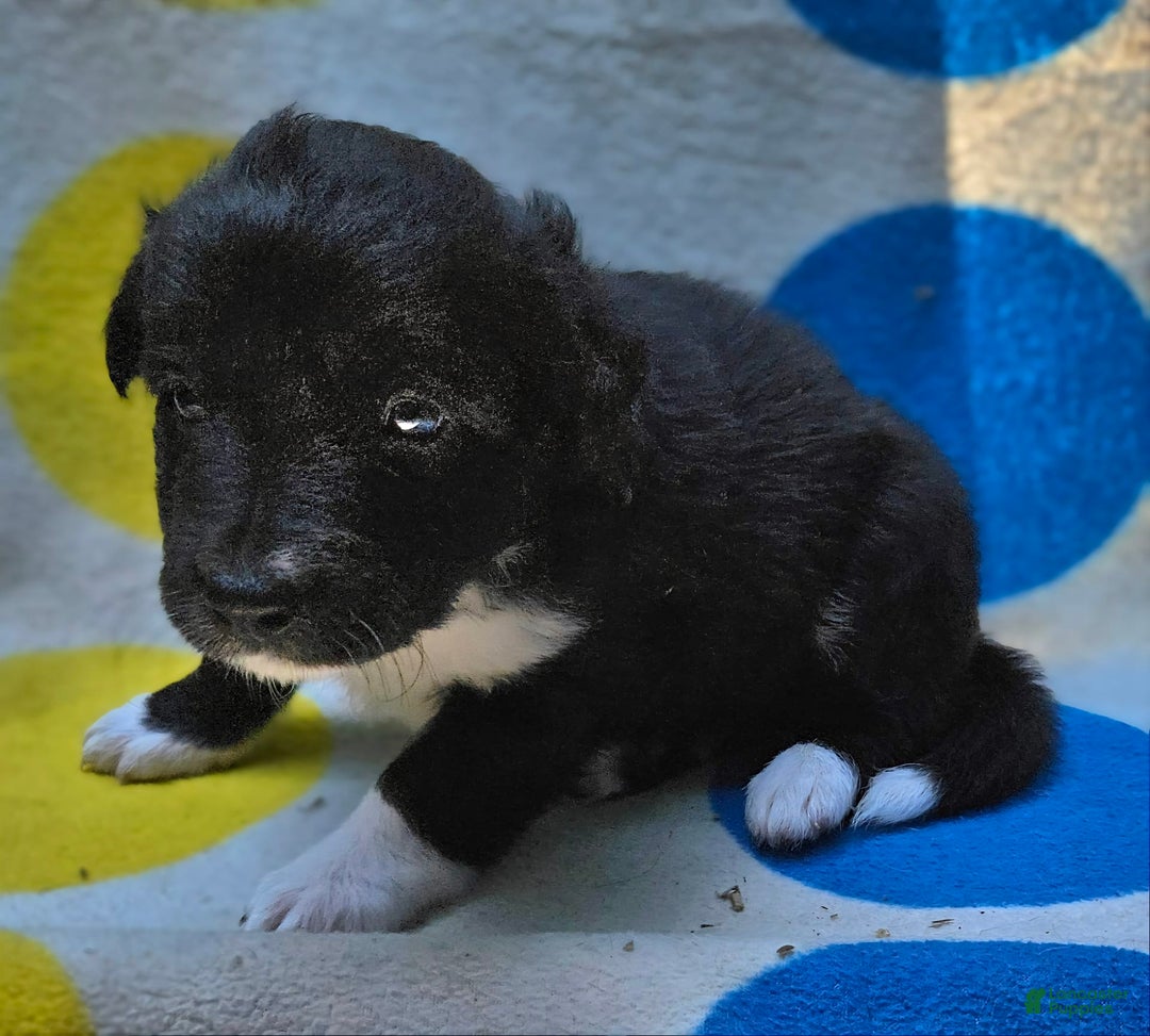 Border Collie dogs for sale: Francis - Image 7