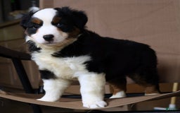 Miniature Australian Shepherd dogs for sale: Jace - Image 7