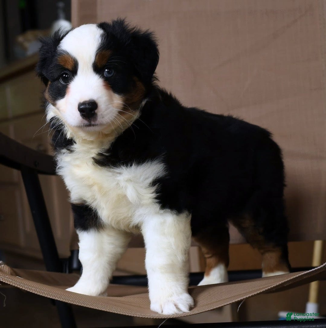 Miniature Australian Shepherd dogs for sale: Jace - Image 7