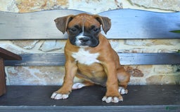 Boxer dogs for sale: Faye - Image 9