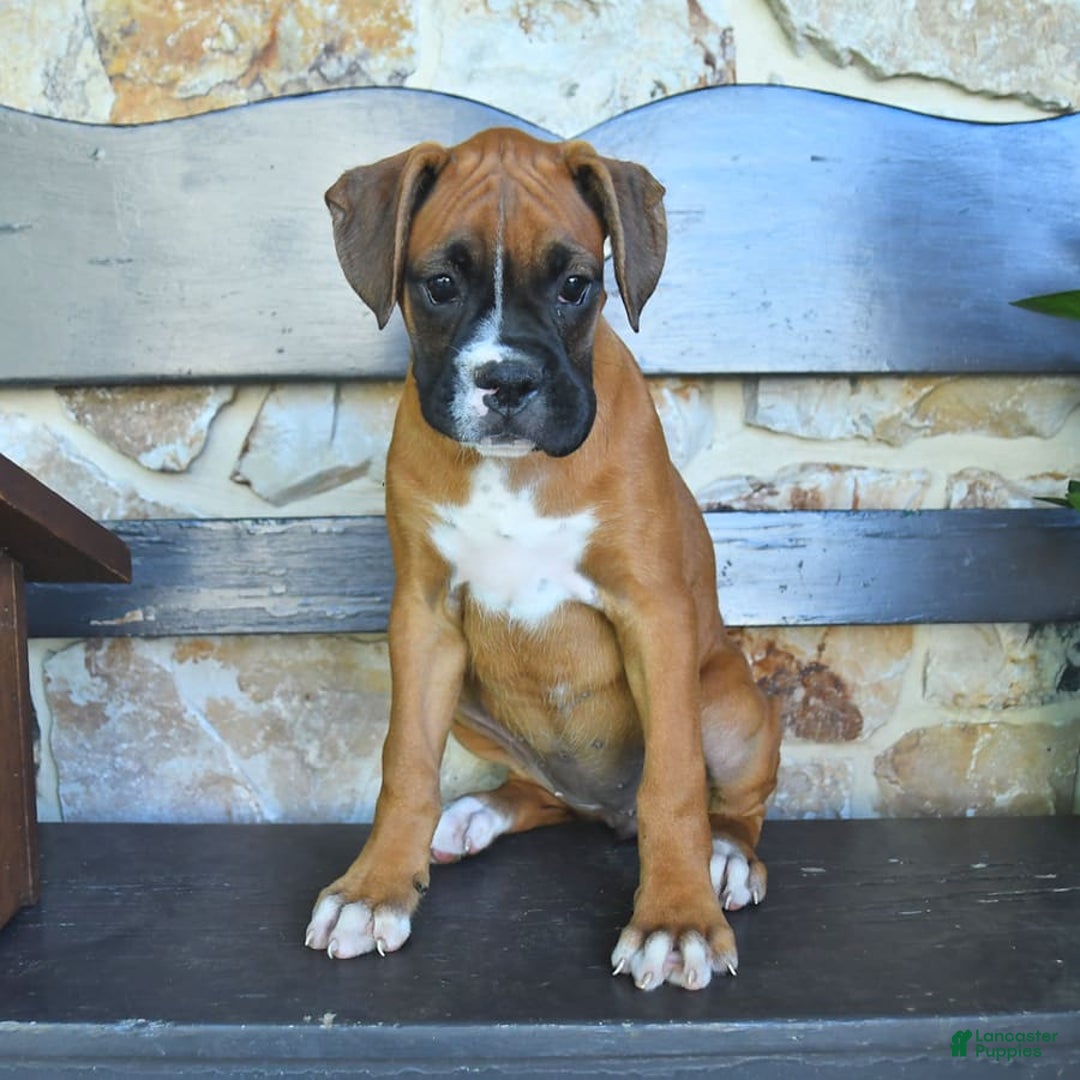Boxer dogs for sale: Faye - Image 9