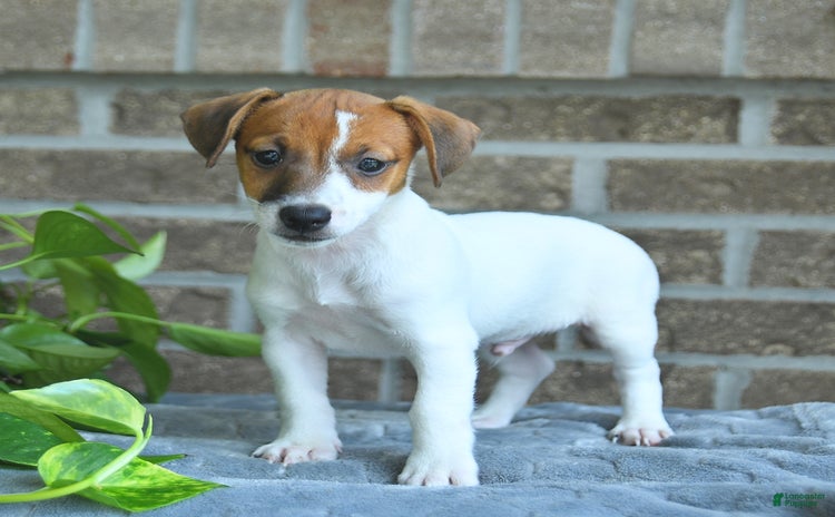 Jack Russell Terrier dogs for sale - Ad 3