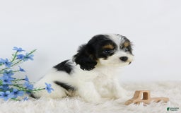 Cavapoo dogs for sale: Bentley - Image 1