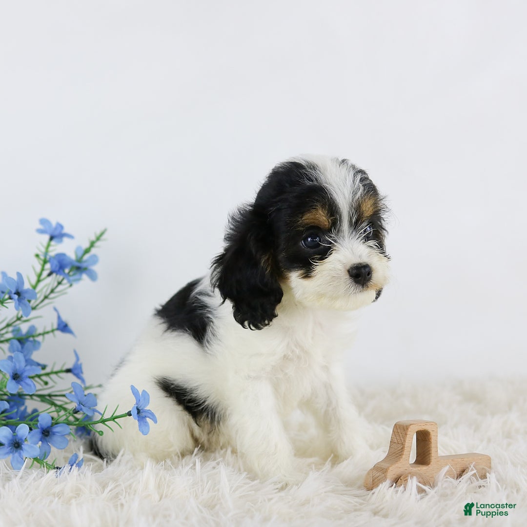 Cavapoo dogs for sale: Bentley - Image 1