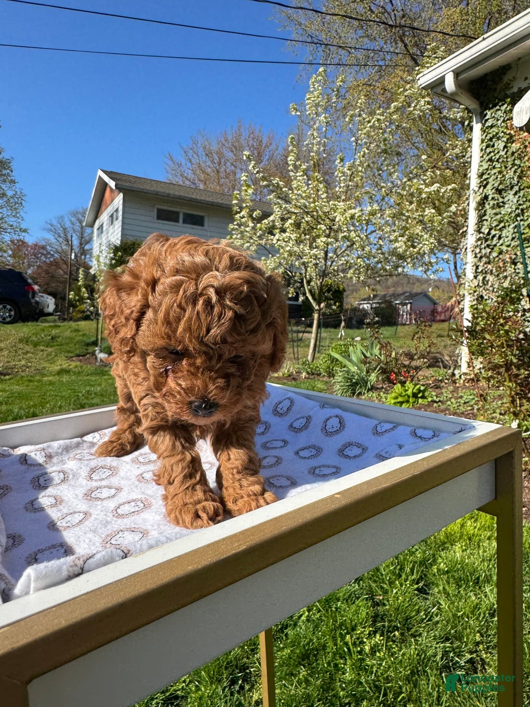 Toy Poodle dogs for sale: Lada - Image 17