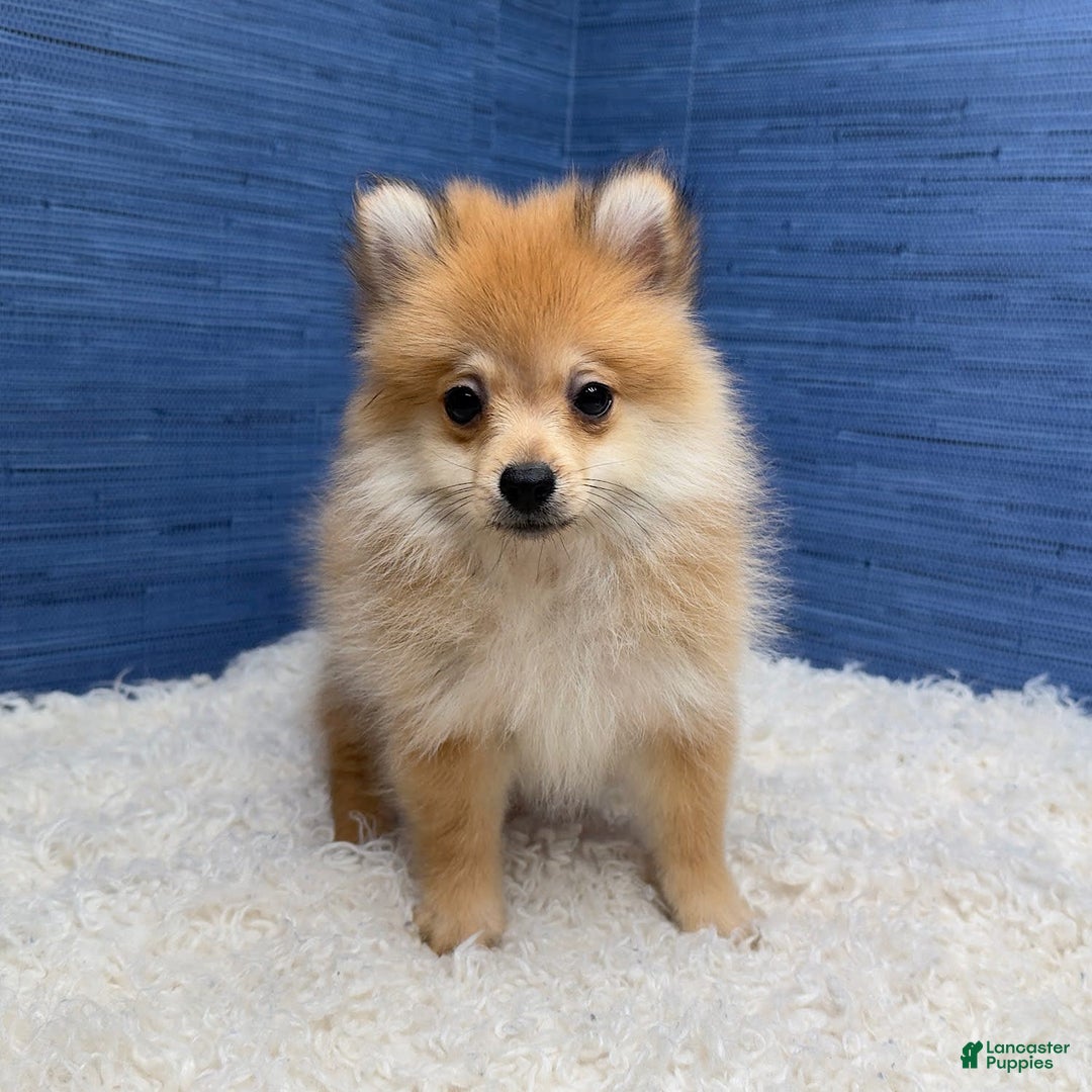 Pomeranian dogs for sale: Desiree - Image 6