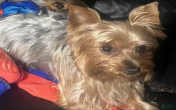 Yorkshire Terrier dogs for sale: Ella - Image 4