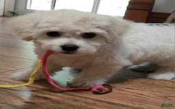 Cavachon dogs for sale: Destin - Image 6