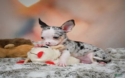 Chihuahua dogs for sale: Romeo - Image 6