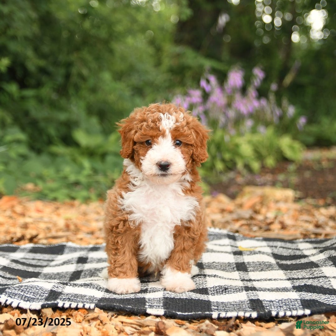 Mini Aussiedoodle dogs for sale: Honor - Image 2