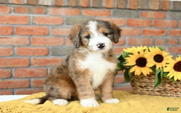 Bernedoodle dogs for sale: Cedar - Image 2