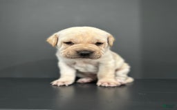 Mini Hippo dogs for sale: Duke - Image 6