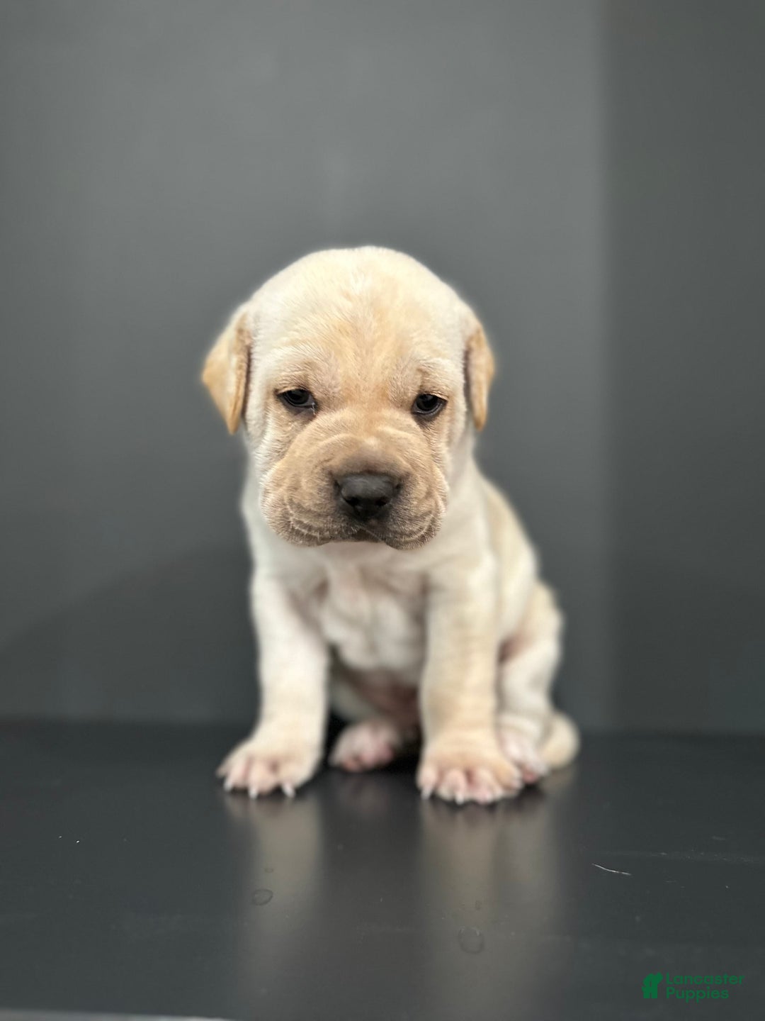 Mini Hippo dogs for sale: Duke - Image 6