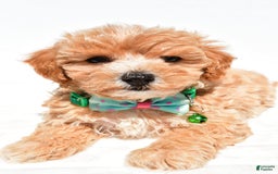 Maltipoo dogs for sale: Deon - Image 5
