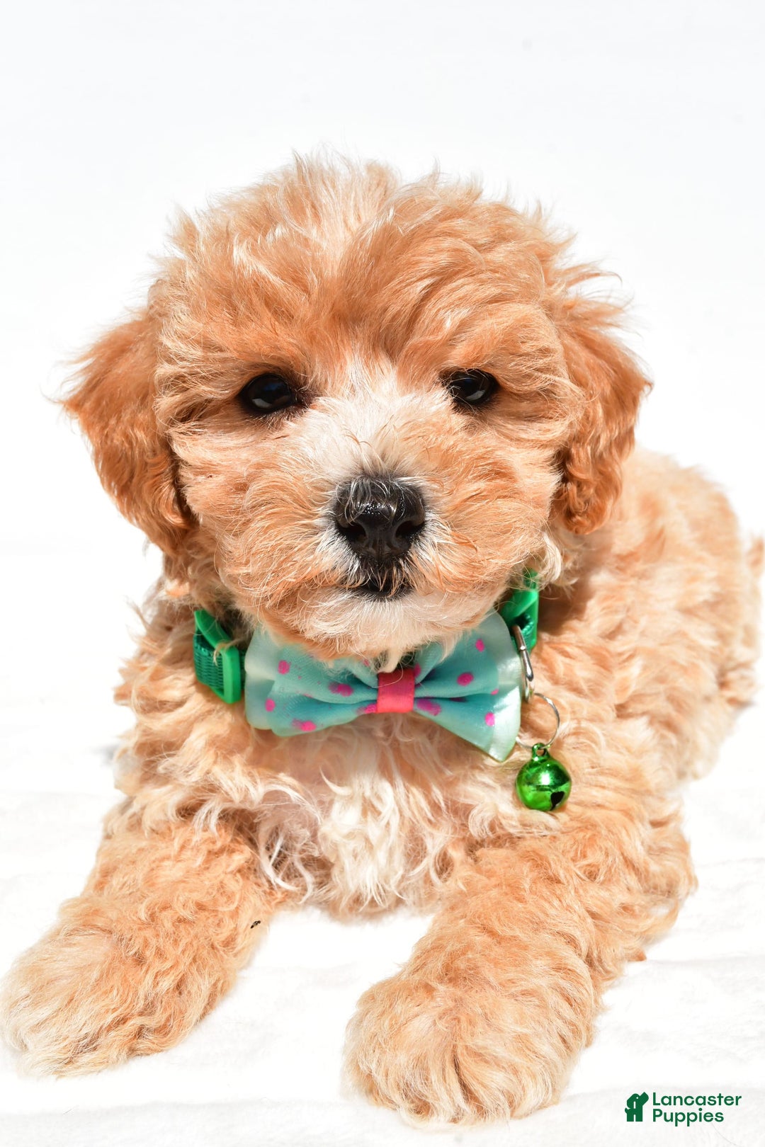 Maltipoo dogs for sale: Deon - Image 5