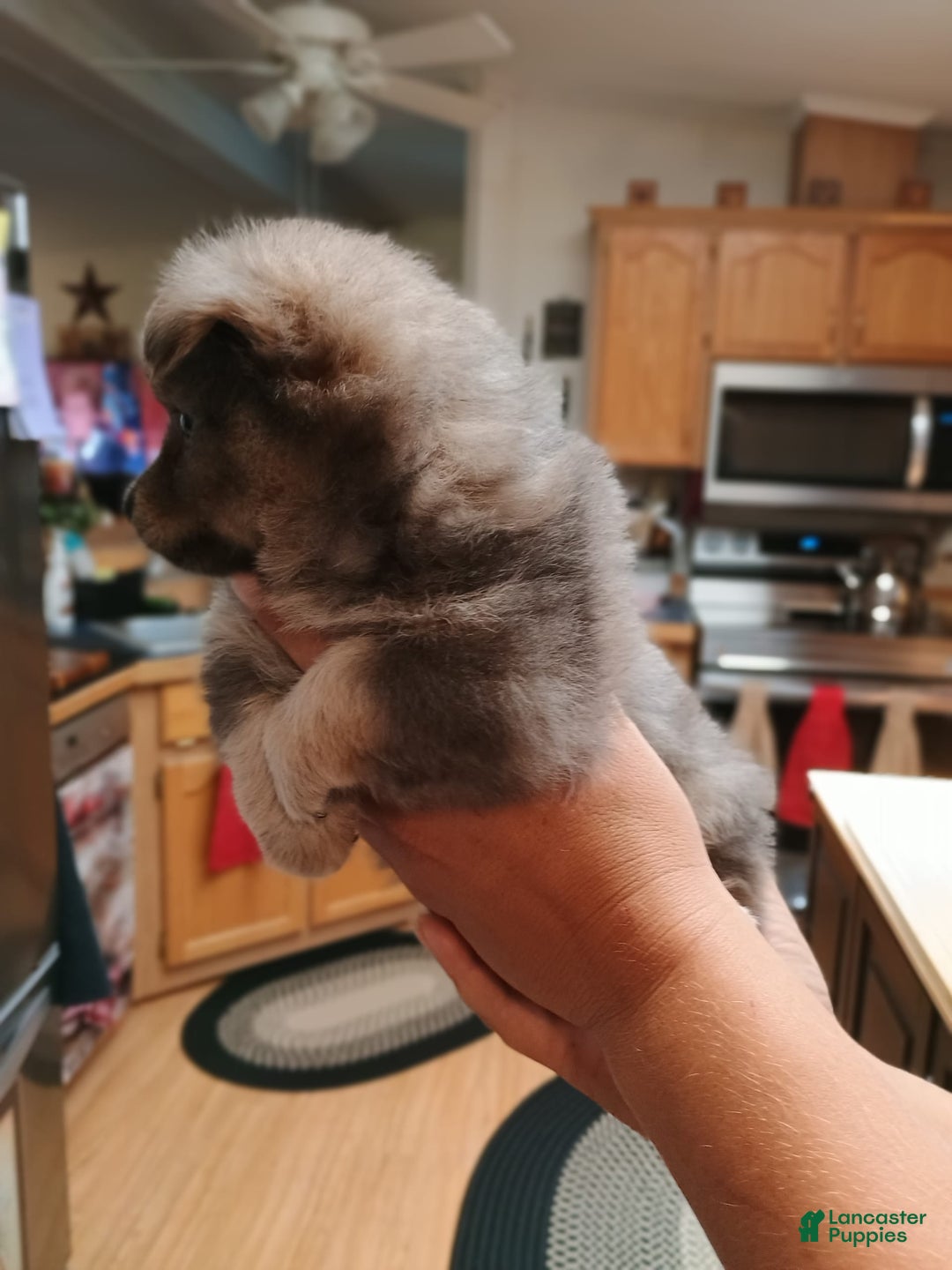 Chihuahua dogs for sale: Nacho Silver Blue - Image 5