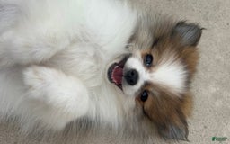 Pomeranian dogs for sale: Rollie - Image 6