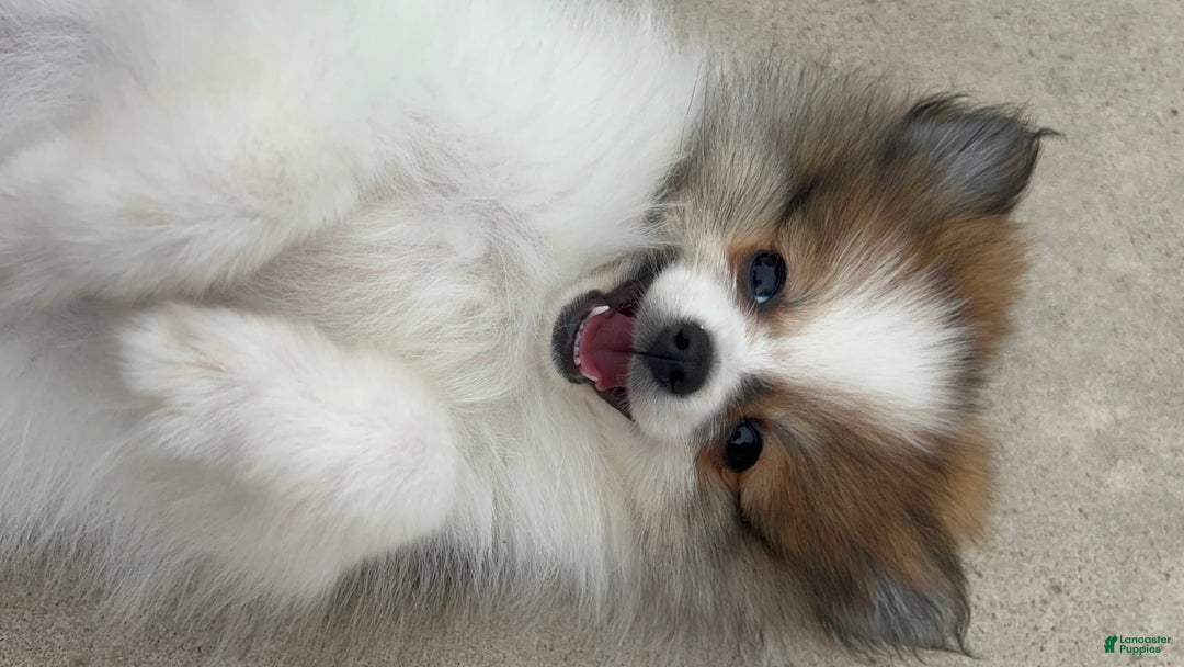 Pomeranian dogs for sale: Rollie - Image 6