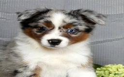 Miniature Australian Shepherd dogs for sale: Avery - Image 2