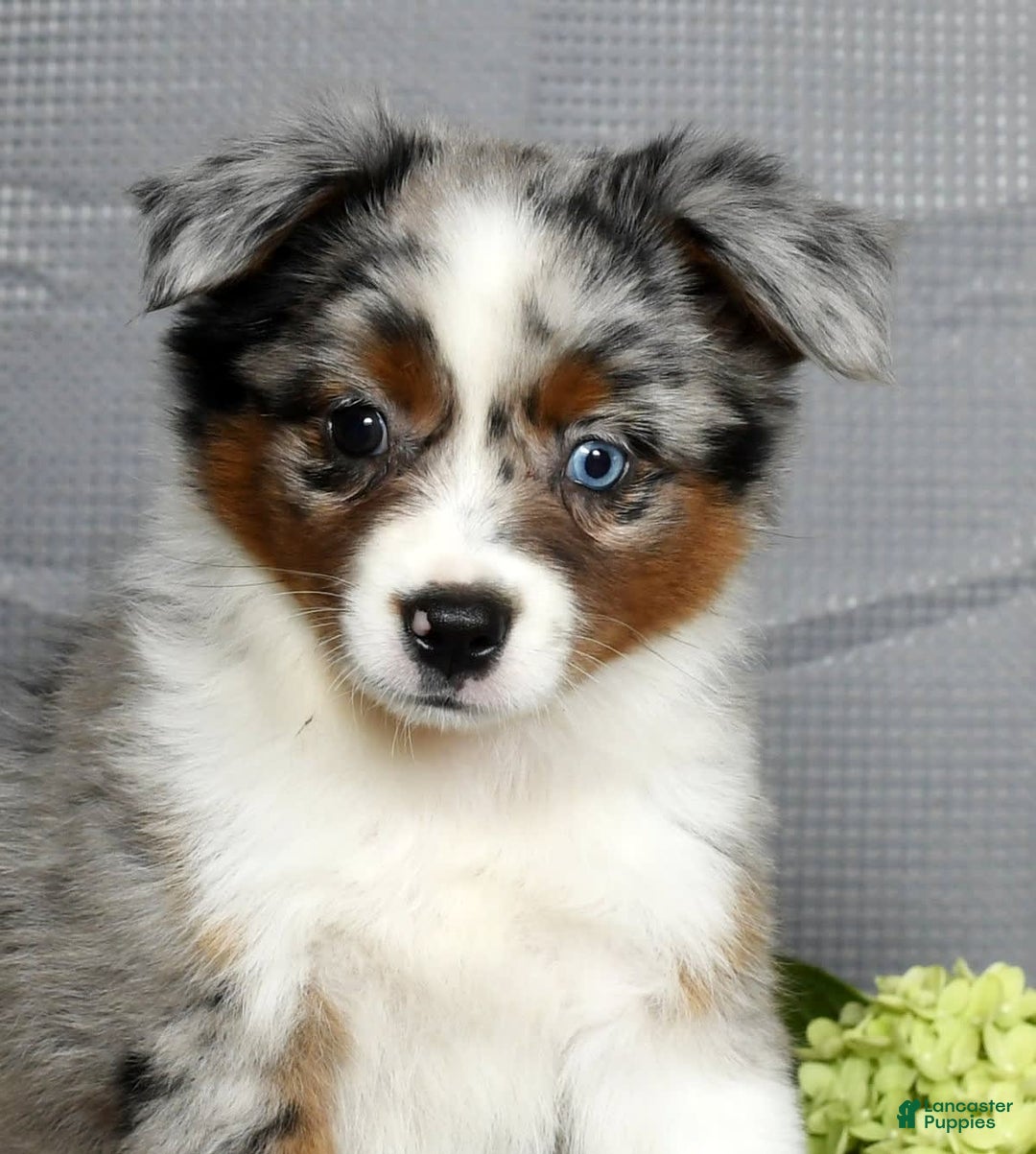 Miniature Australian Shepherd dogs for sale: Avery - Image 2