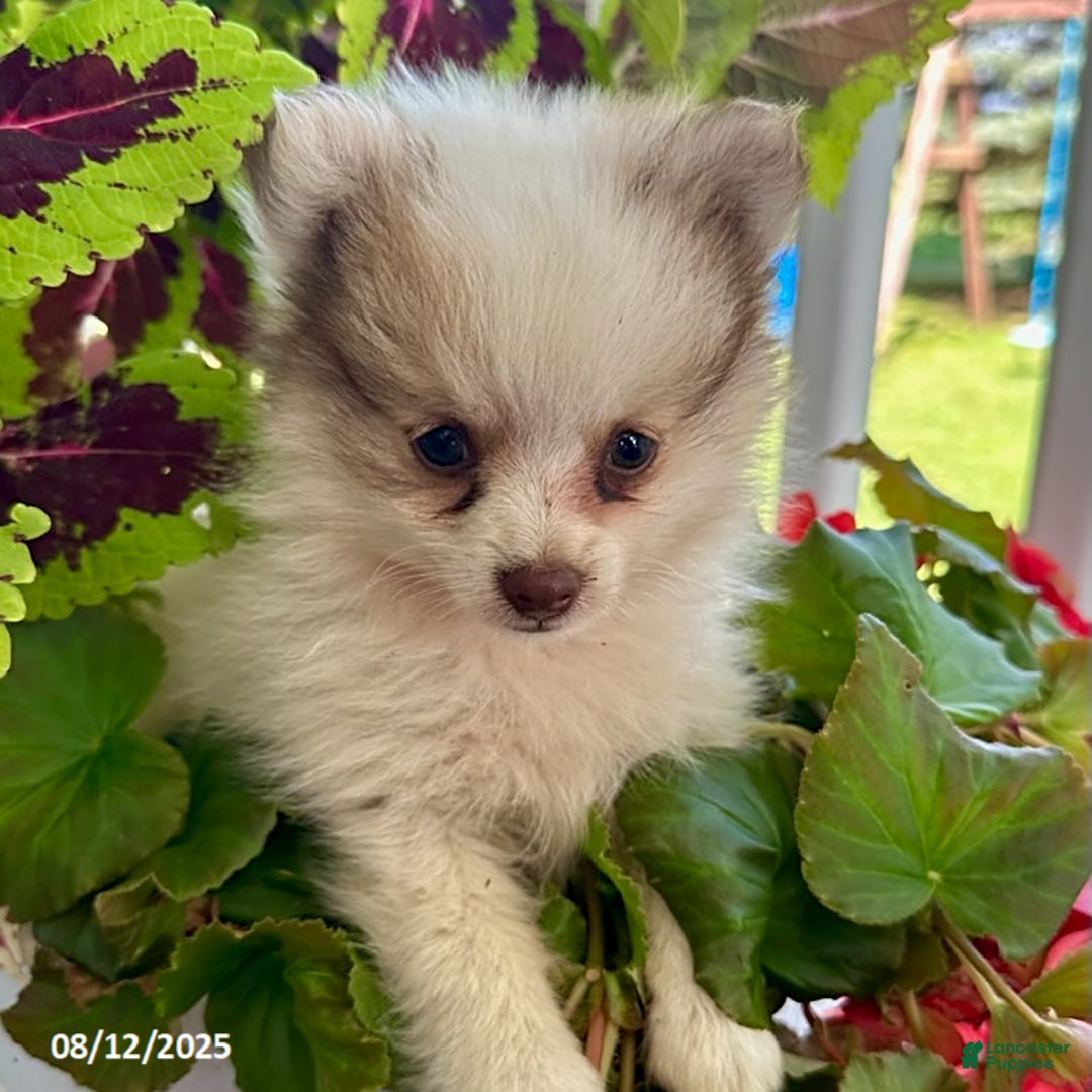 Pomeranian dogs for sale: Kody - Image 4