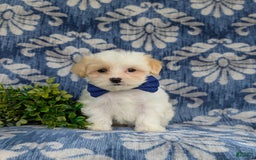 Maltese dogs for sale: Graham - Image 6