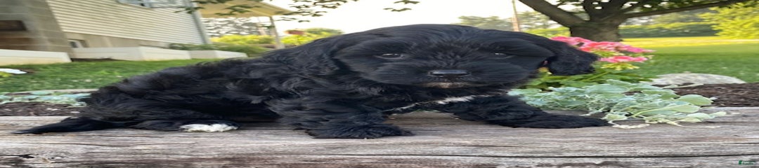 Percy