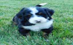 Mini Bernedoodle dogs for sale: Konnor - Image 2