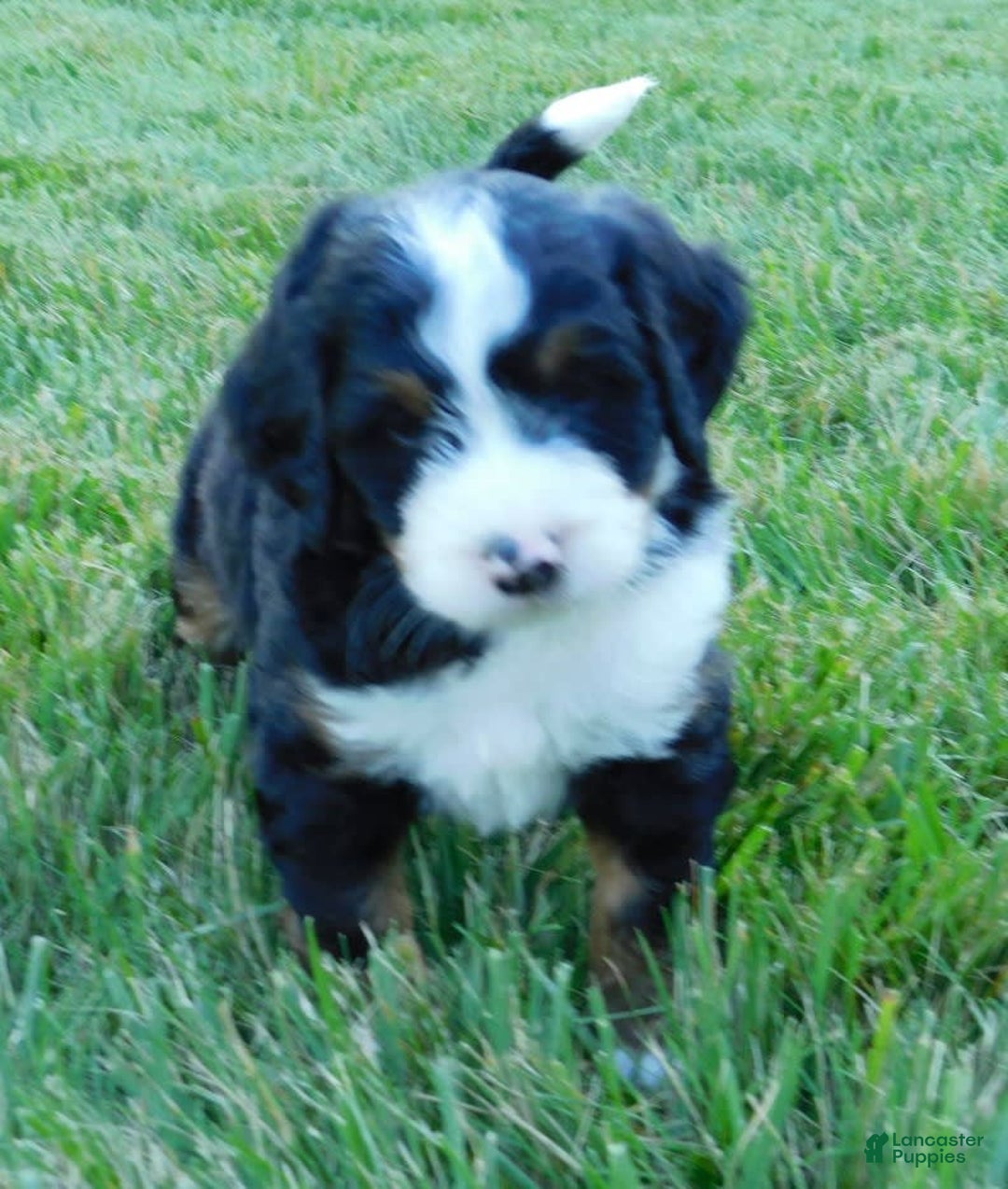Mini Bernedoodle dogs for sale: Konnor - Image 2
