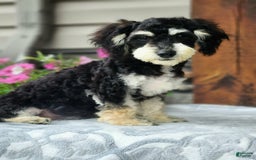 Cavapoo dogs for sale: Bingo - Image 4