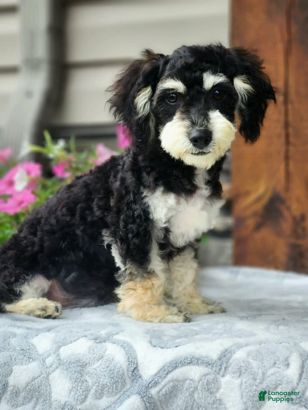 Cavapoo dogs for sale: Bingo - Image 4
