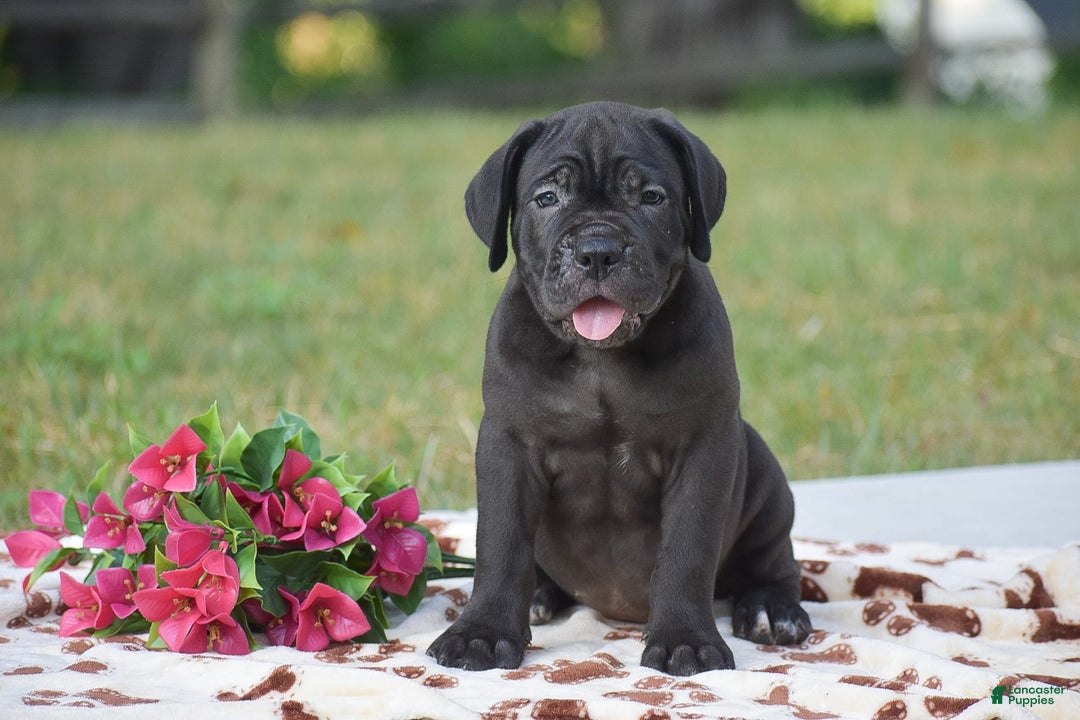 Cane Corso dogs for sale: Rebecca - Image 1