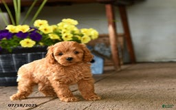 Cockapoo dogs for sale: Cockapoo 9 puppies - Image 14