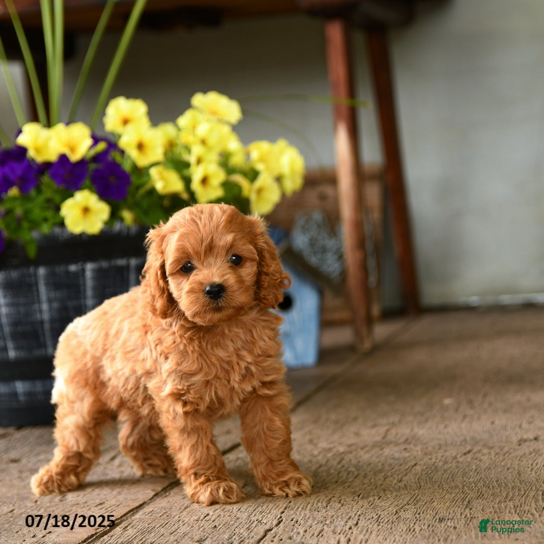 Cockapoo dogs for sale: Cockapoo 9 puppies - Image 14