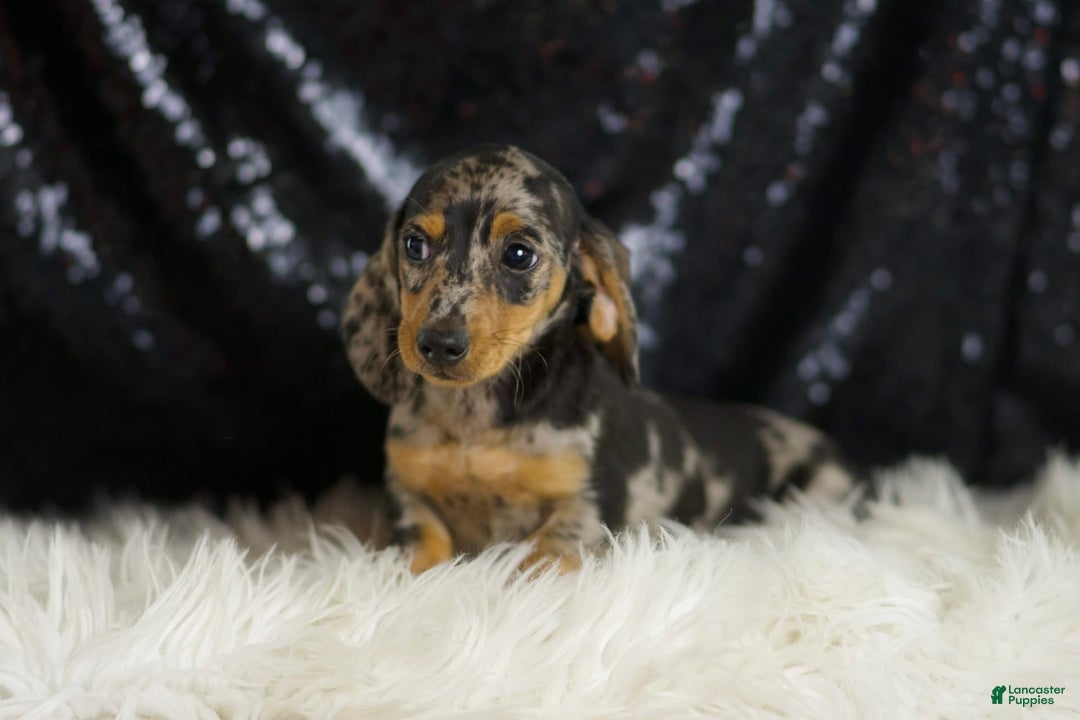 Dachshund dogs for sale: Fancy - Image 4