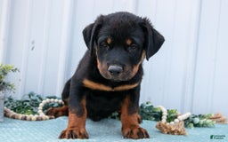 Rottweiler dogs for sale: Diesel - Image 1