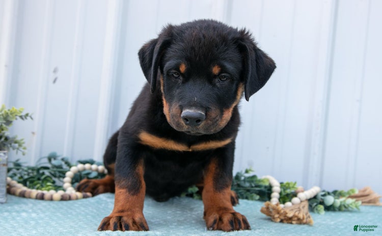 Rottweiler dogs for sale - Ad 2