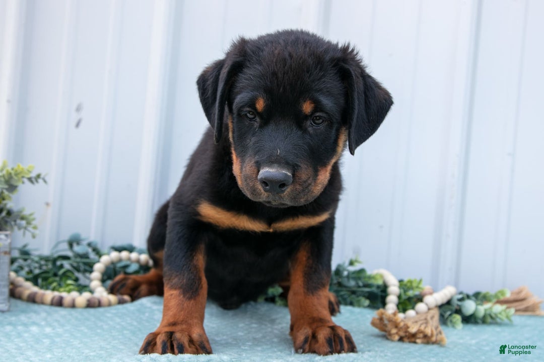 Rottweiler dogs for sale: Diesel - Image 1