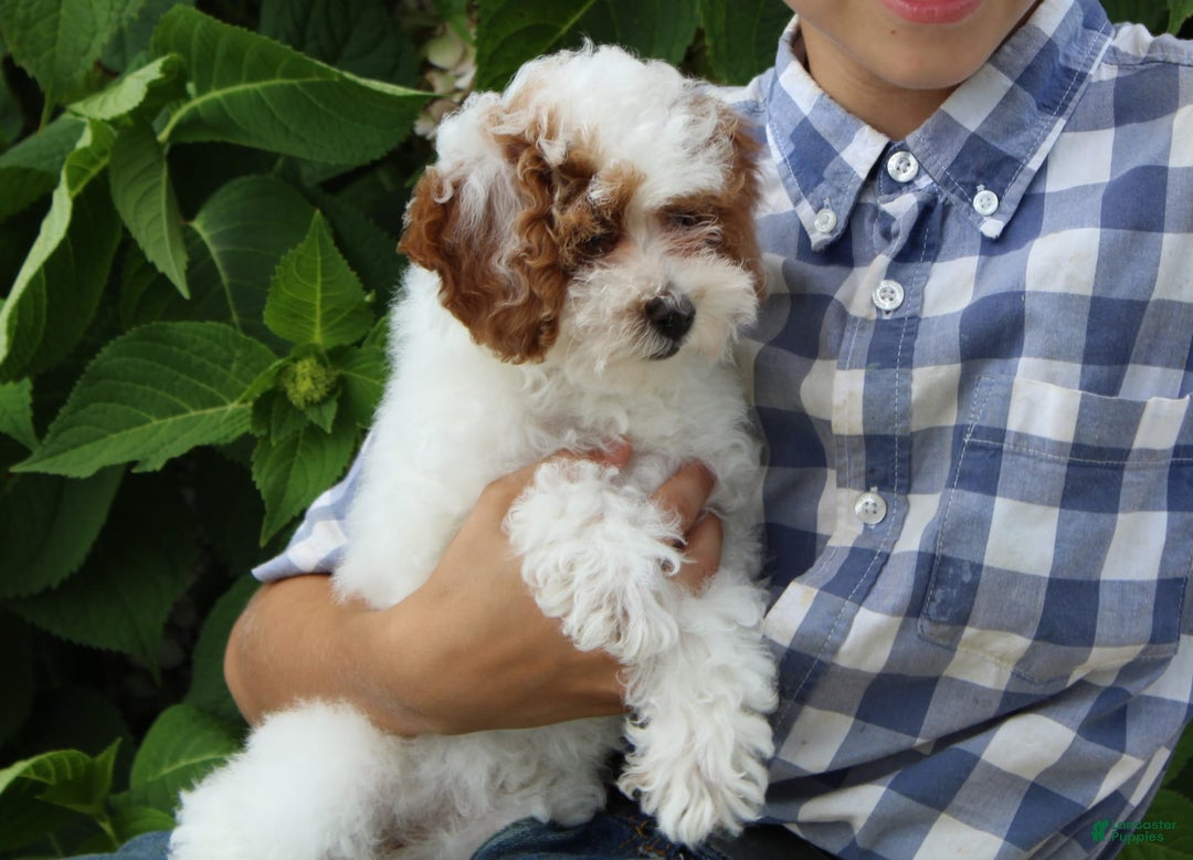Miniature Poodle dogs for sale: Lily - Image 37