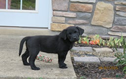 Labrador Retriever dogs for sale: Bella - Image 5