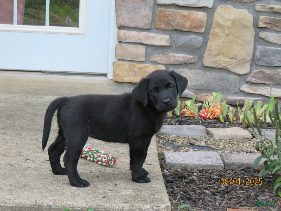 Labrador Retriever dogs for sale: Bella - Image 5